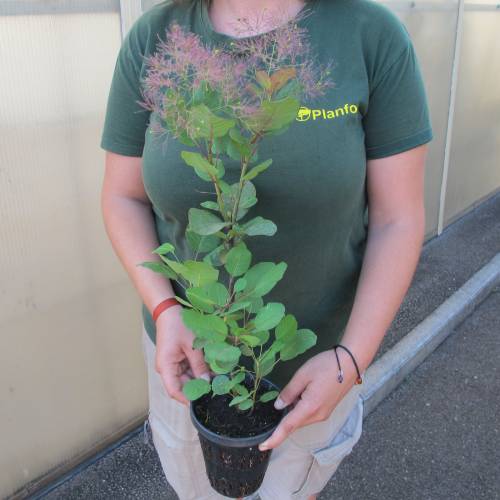 Smoke bush