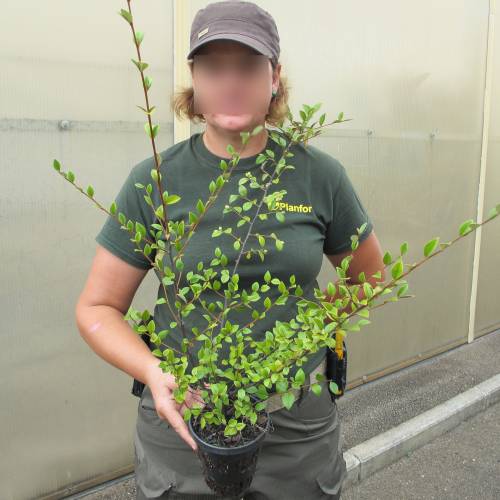 Cotoneaster, Franchetii