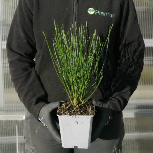 Broom, Scotch 'Boskoop Ruby'