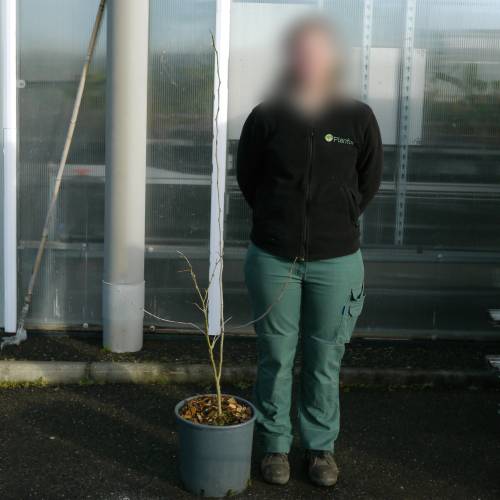 Thornless Honeylocust