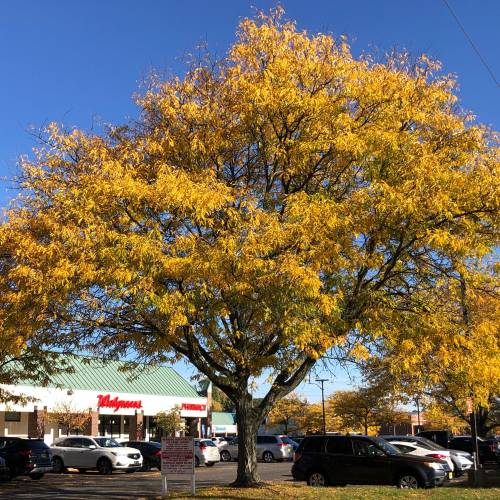 Thornless Honeylocust