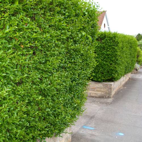 Privet, oval leaved