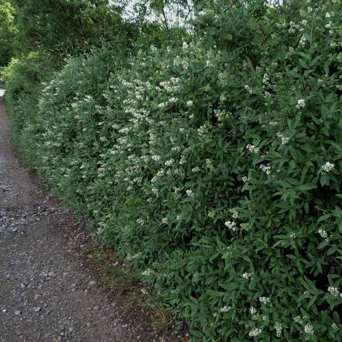 Privet, common