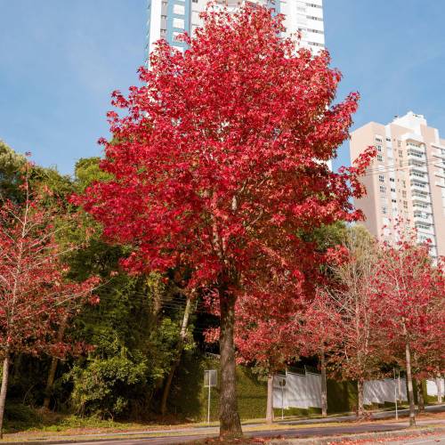 Sweetgum