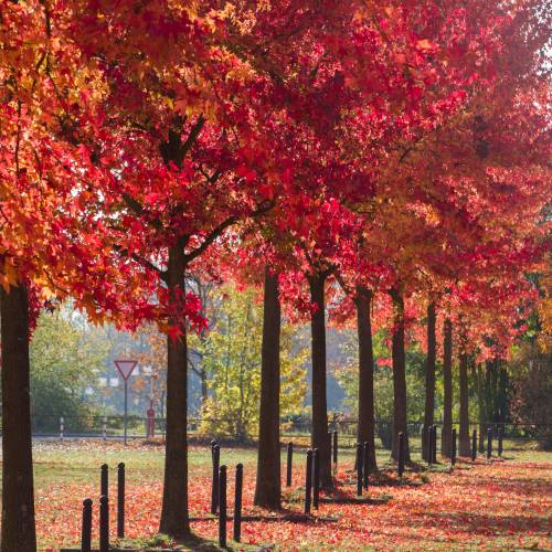 Sweetgum