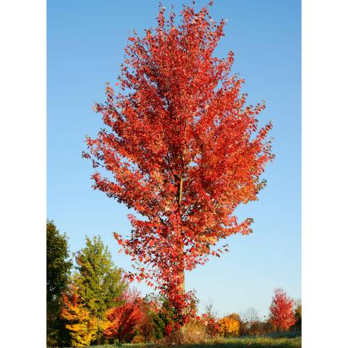 Sweetgum