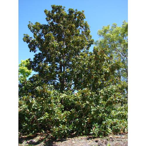 Magnolia, Southern