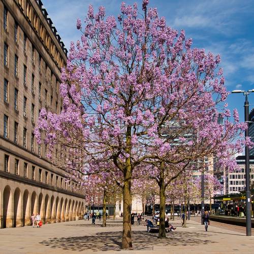 Princess tree