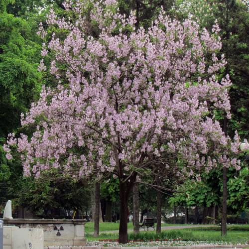 Princess tree