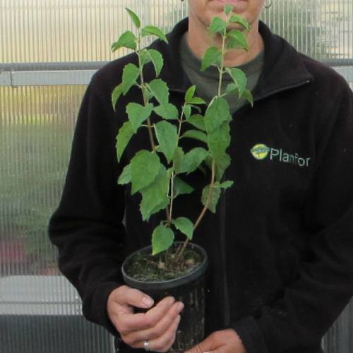 Mock Orange, virginal