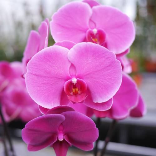 Orchid, Phalaenopsis Mauve, Phalaenopsis : buy Orchid, Phalaenopsis Mauve,  Phalaenopsis / Phalaenopsis Malva