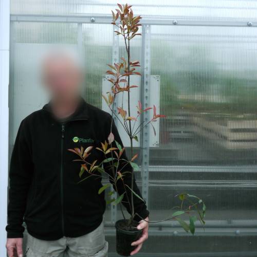 Photinia x fraseri 'Red Robin'