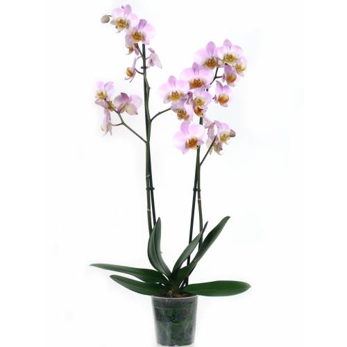 Orchid, Phalaenopsis Pink, Phalaenopsis