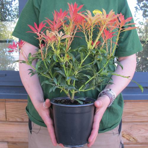 Pieris, Japanese 'Forest Flame'