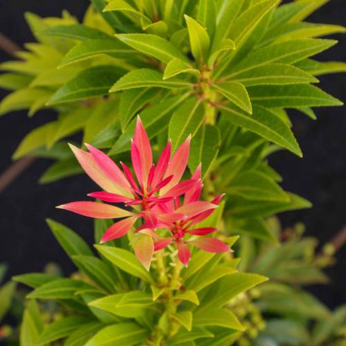 Pieris, Japanese 'Forest Flame'