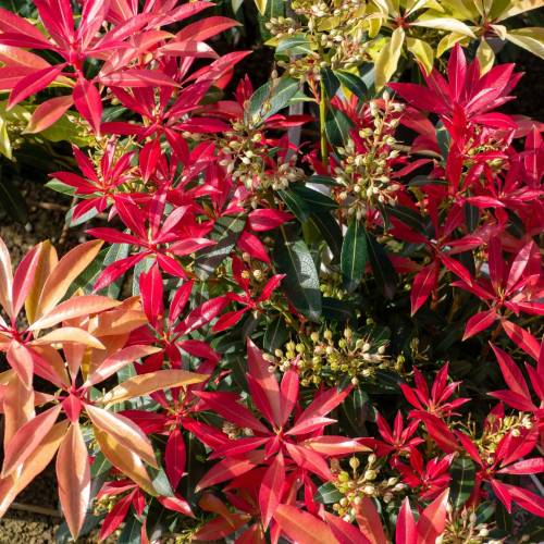 Pieris, Japanese 'Forest Flame'