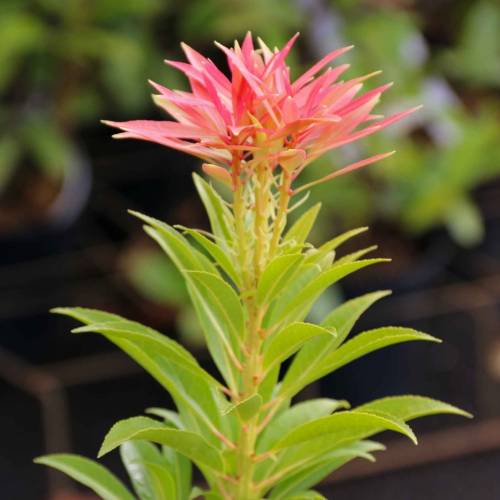 Pieris, Japanese 'Forest Flame'