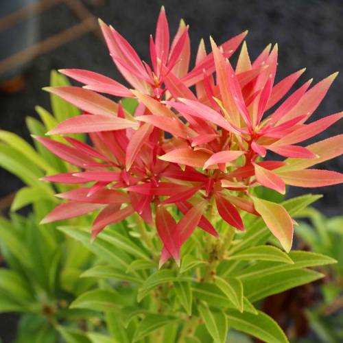 Pieris, Japanese 'Forest Flame'