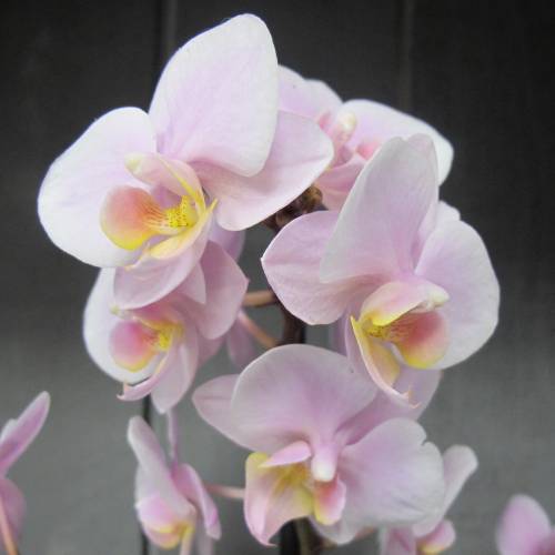 Descubra Kuva Phalaenopsis Rose Pale Thptnganamst Edu Vn