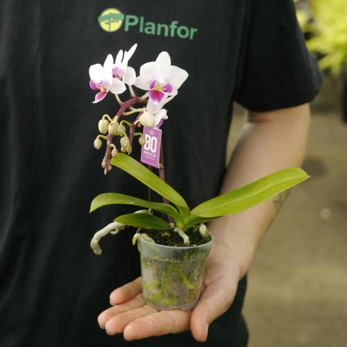 Orchid, Phalaenopsis, Phalaenopsis