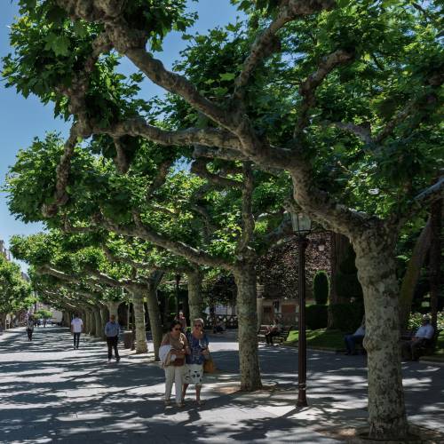 Plane Tree