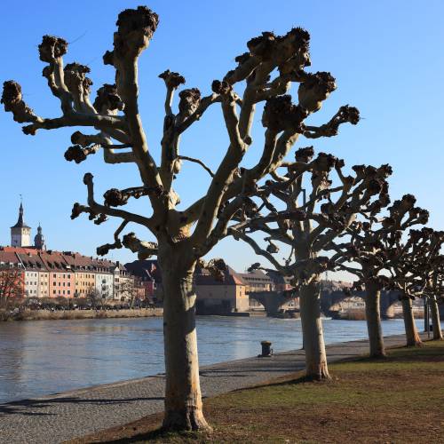 Plane Tree