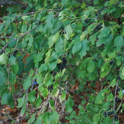Buckthorn, common
