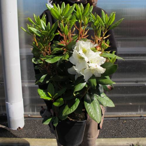 Rhododendron white, Phyllis Korn