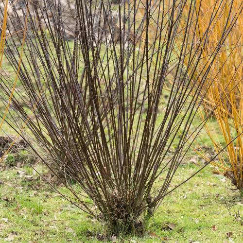 Willow, daphne