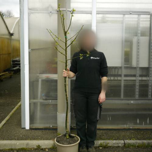 Pagodatree, Japanese