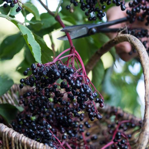 Elderberry, Black
