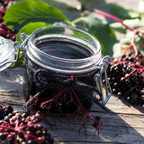 Elderberry, Black