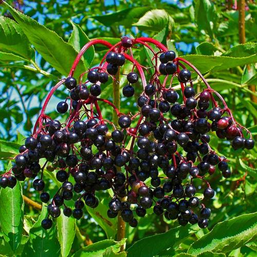 Elderberry, Black