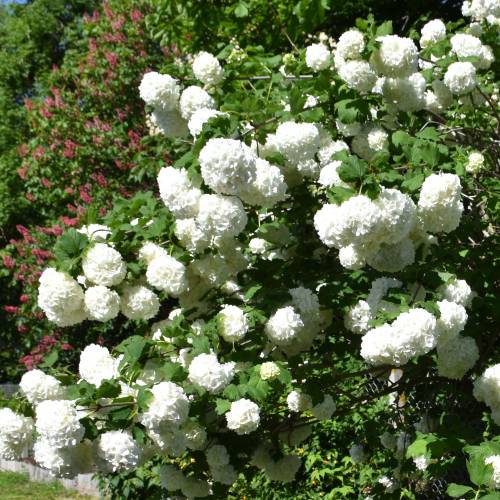 Viburnum opulus Roseum Viburnum opulus Roseum