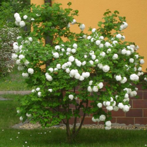 Snowball Tree