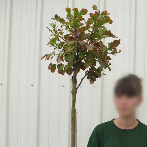 Myrtle, crape mauve