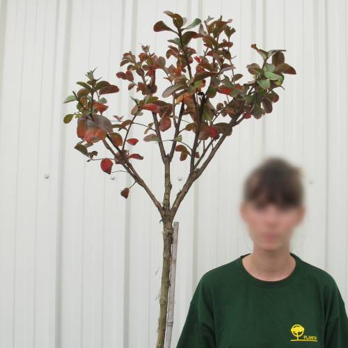 Myrtle, crape pink fuchsia
