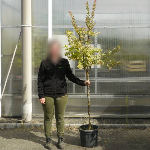 Myrtle, crape white