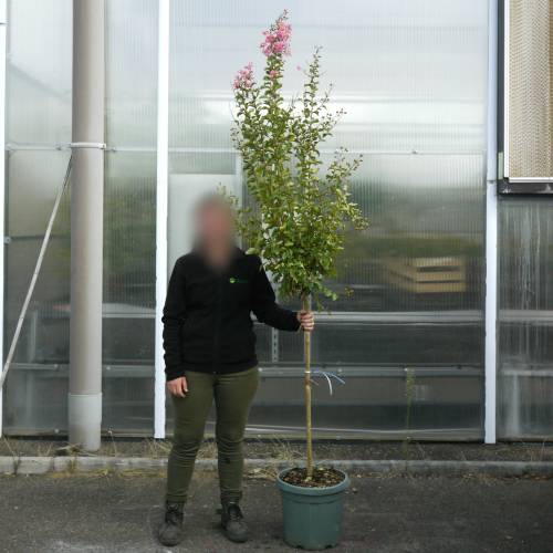 Myrtle, crape pink