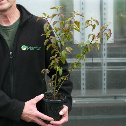 Dogwood, bloodtwig