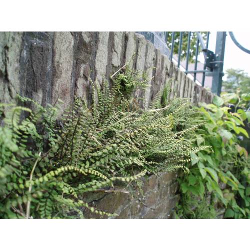 Fern, Maidenhair spleenwort