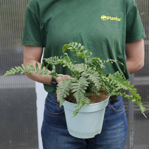 Fern, Common Polypody