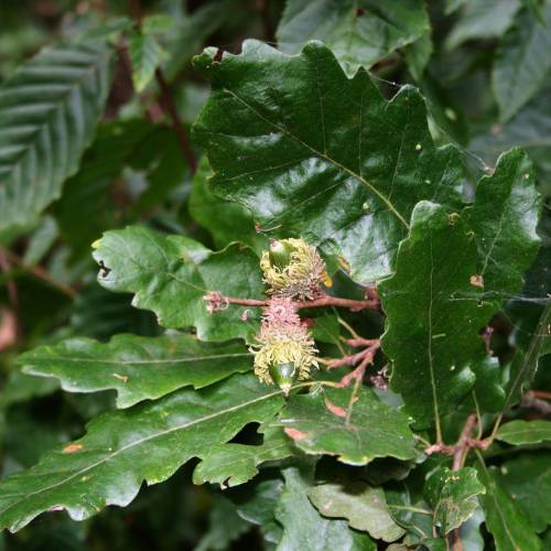 Truffle Turkey Oak - Tuber melanosporum