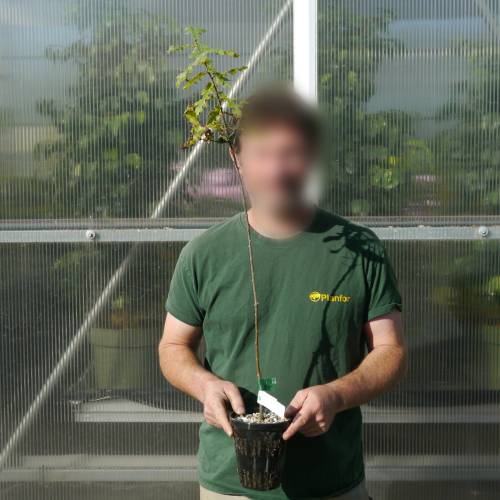 Truffle Turkey Oak - Tuber melanosporum