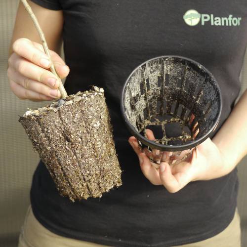 Truffle Turkey Oak - Tuber melanosporum