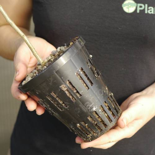 Truffle Turkey Oak - Tuber melanosporum