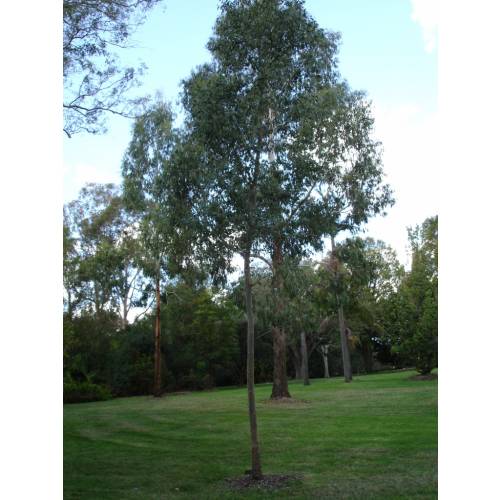 Eucalyptus Tree, Cider Gum