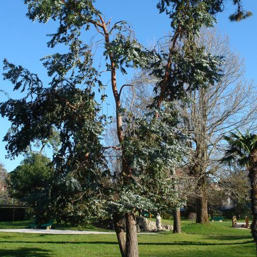 Eucalyptus Tree, Cider Gum