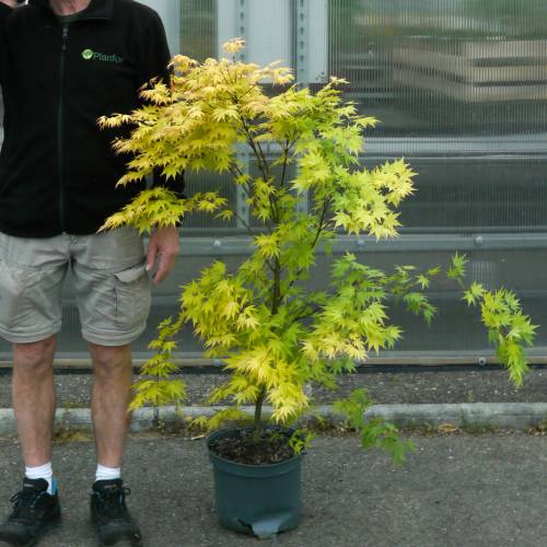 Maple, Japanese 'Orange Dream'