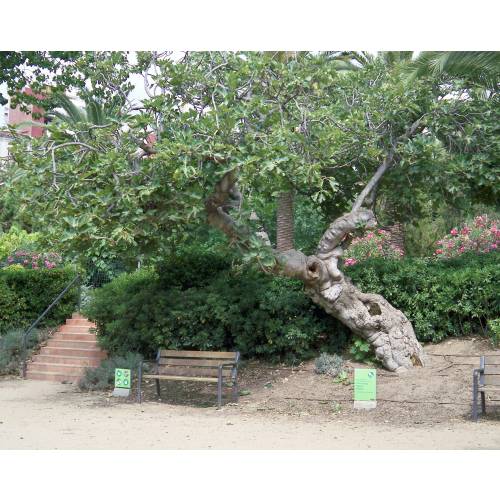 Fig Tree 'Noire de Bellone'